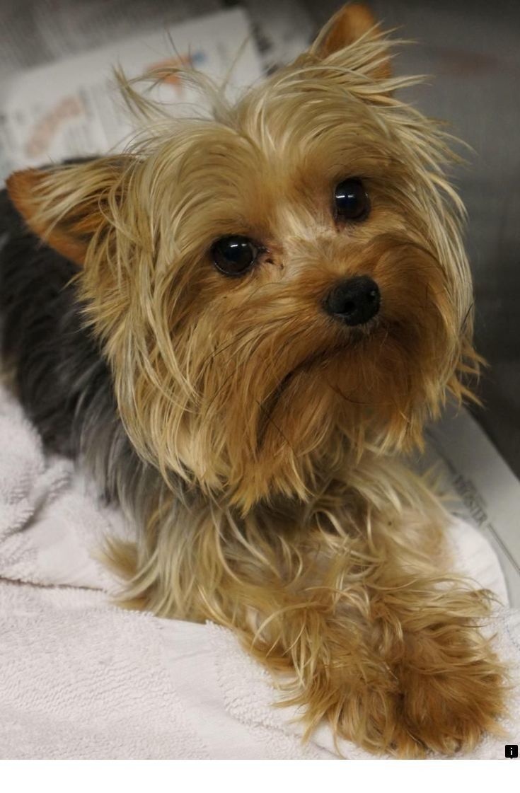 Read More About Maltese Puppy Just Click On The Link For More