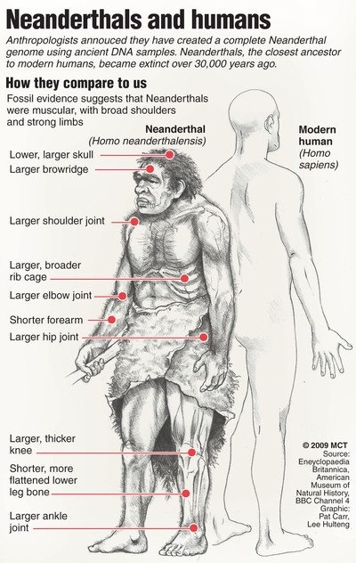 essays on neanderthal death essays on neanderthal death