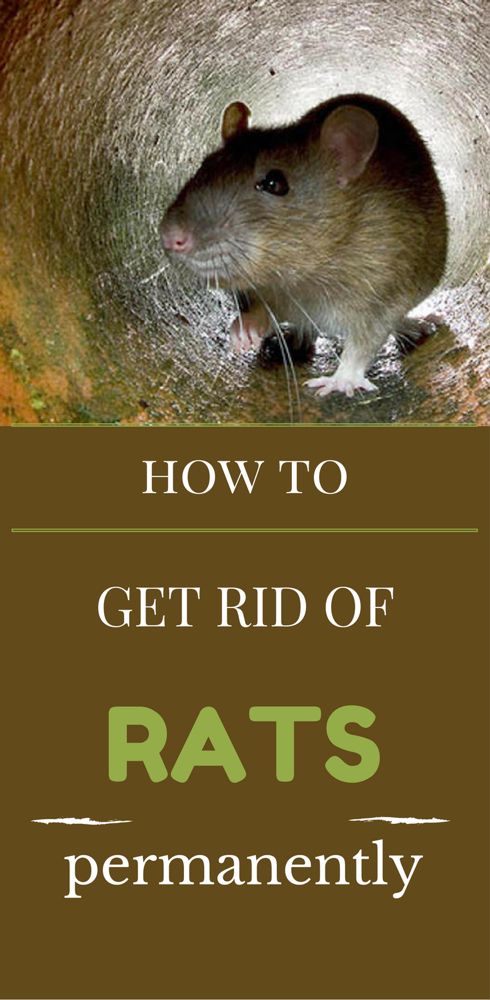 how to detect rat using tcpview how to detect rat using tcpview