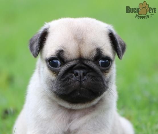 Cute Stuff Cute Animals Puppies Pug Puppies For