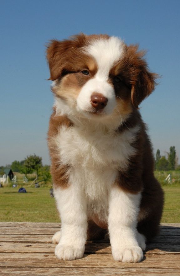 australian shepherd with german shepherd 2143 best australian shepherds images on pinterest animals australian shepherd with german shepherd 2143 best australian shepherds images on pinterest animals