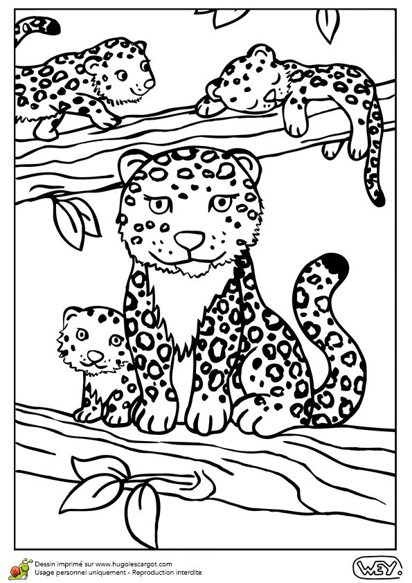 77 best coloriages de bébés animaux images on pinterest on coloriage tigre id=55353