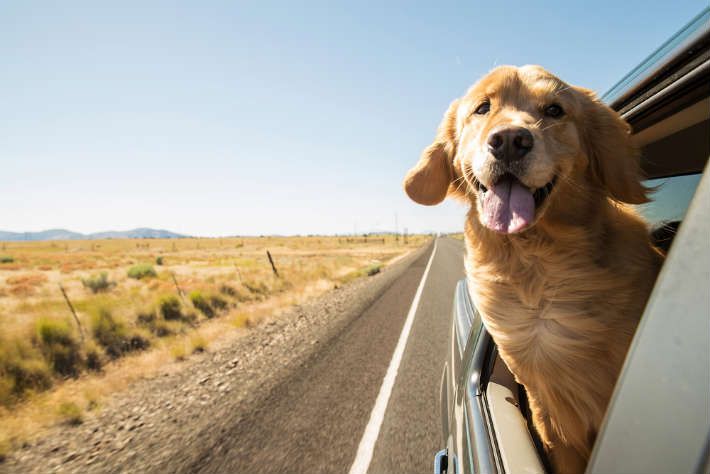 How Long Do Golden Retrievers Live Facts You Need To Know Dogs
