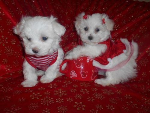teacup yorkies for sale in detroit michigan 42 best mal shis images on friends animals and shih tzus teacup yorkies for sale in detroit michigan 42 best mal shis images on friends animals and shih tzus