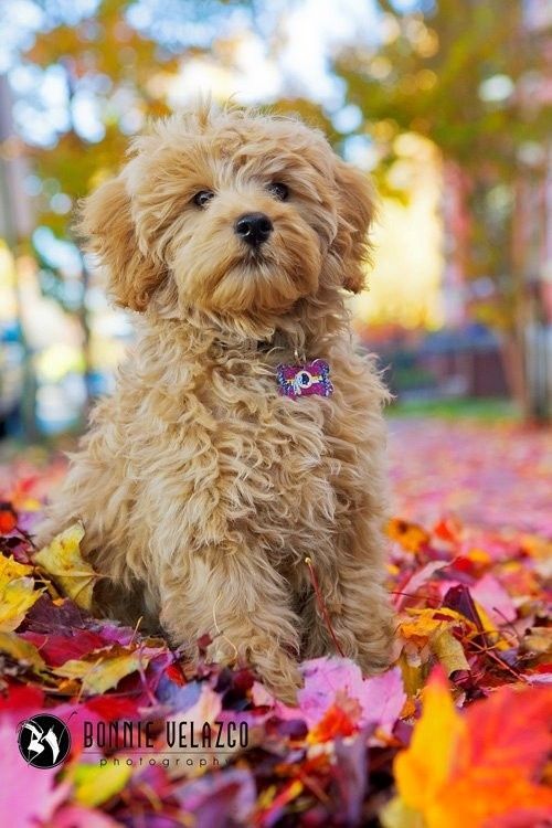 Mini Goldendoodle Click Image To Find More Animals Pinterest