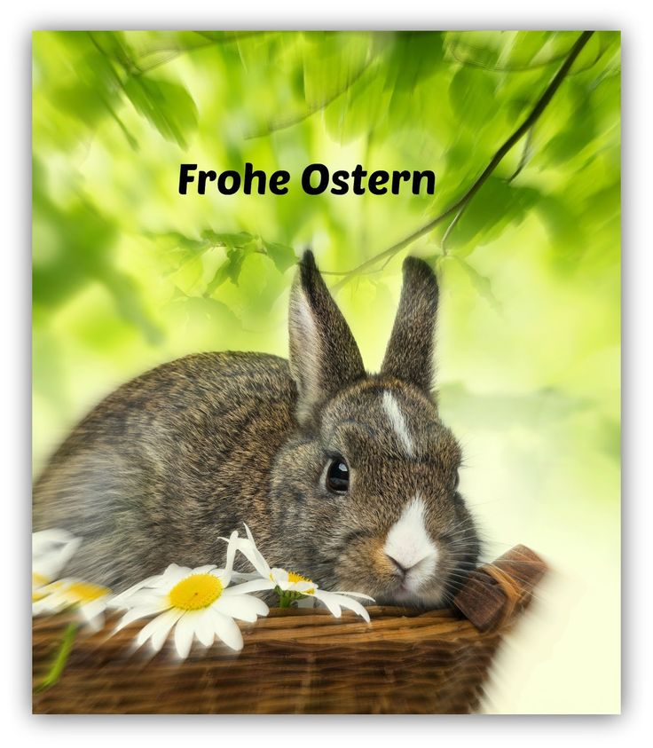 Ostergrüße Video Kostenlos Runterladen 2021 Ostergrüße Video Kostenlos Runterladen 2021
