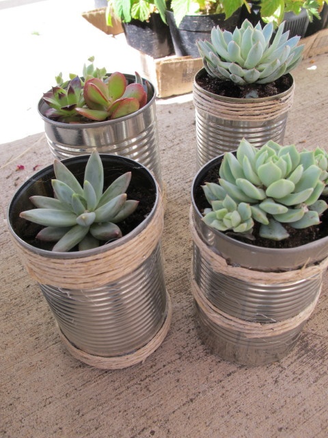 Best 25+ Tin Can Centerpieces Ideas On Pinterest Spray Paint Teacher's Tin Can Plant gifts by eclectic_chica, via Flickr - Best 25+ Tin Can Centerpieces Ideas On Pinterest Spray Paint