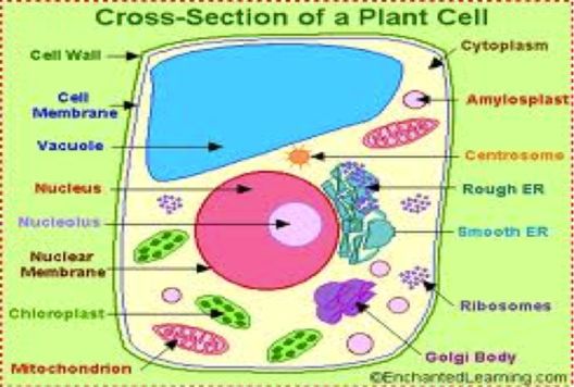 Plant cell models with labels