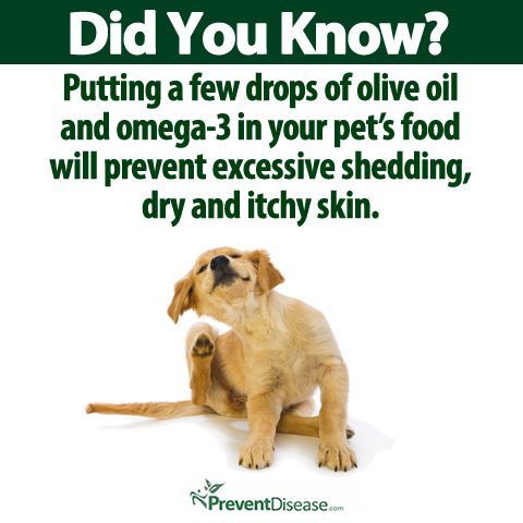 Best Dry Dog Food To Prevent Diarrhea Best Dry Dog Food To Prevent Diarrhea