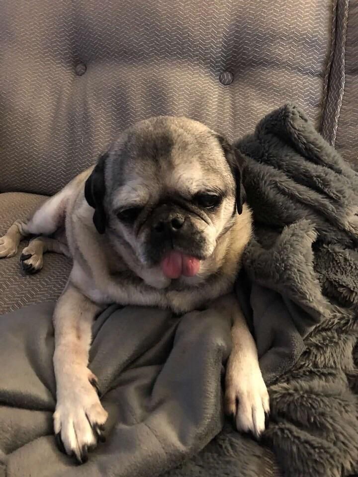 Had To Put Down My 13 Year Old Pug This Week I Miss This Beauty
