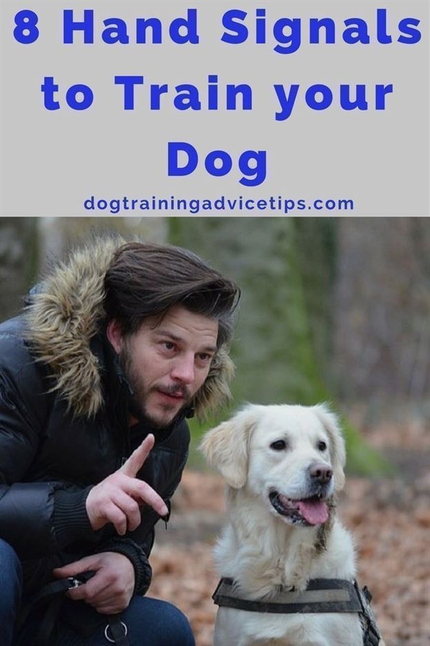 Dog Training Knife Dog Training Okc Dog Training Revolution