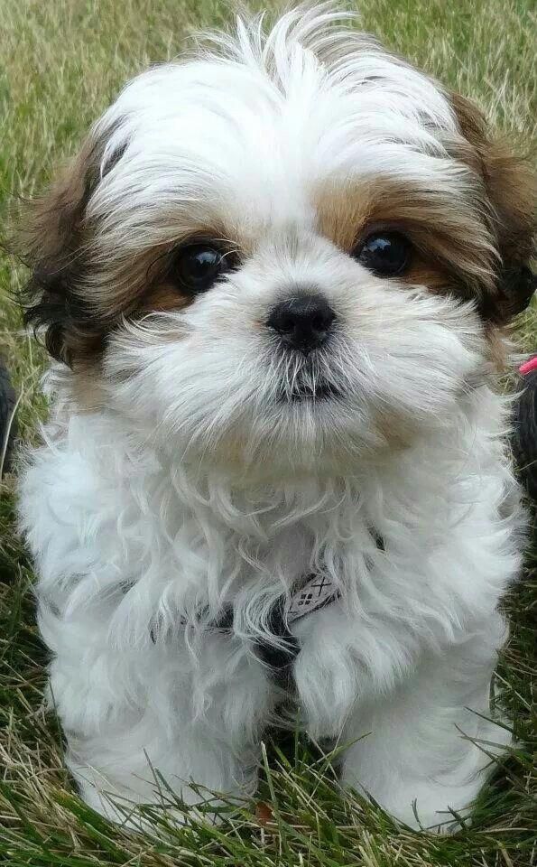 All The Things We All Like About The Playfull Shih Tzu Puppies