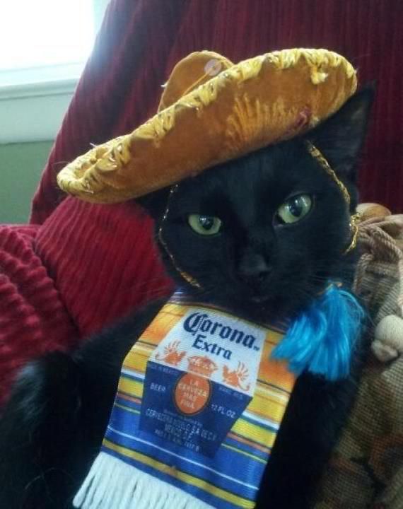 best 25 halloween costumes for cats ideas only on pinterest cat costumes cute cat costumes and cat costumes pet - Halloween Costumes For Kittens Pets best 25 halloween costumes for cats ideas only on pinterest cat costumes cute cat costumes and cat costumes pet - Halloween Costumes For Kittens Pets