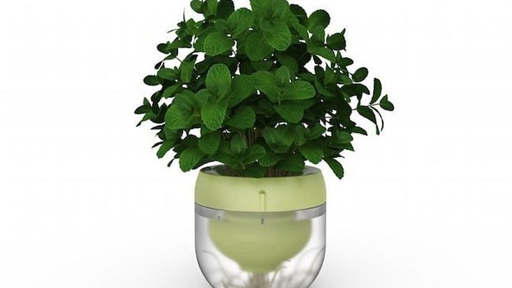 'Smart' Planter Lets You Grow Plants With Your Phone