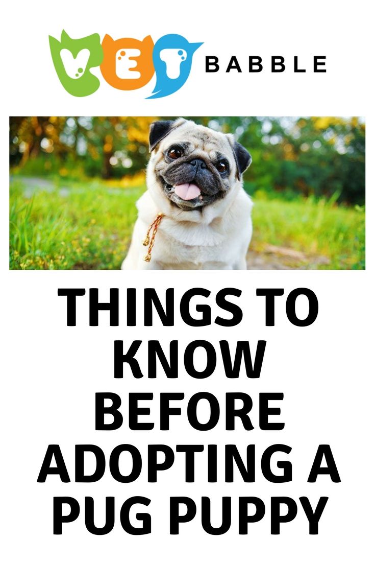 Pug Breed Info Photos And Care Guide Pugs Pug Puppies Dogs