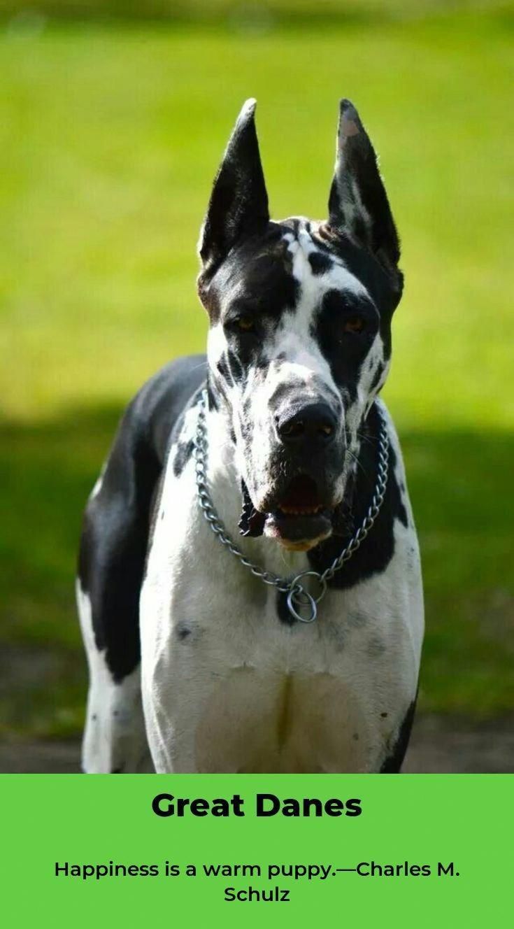 All The Things I Adore About The Elegant Great Dane Puppies