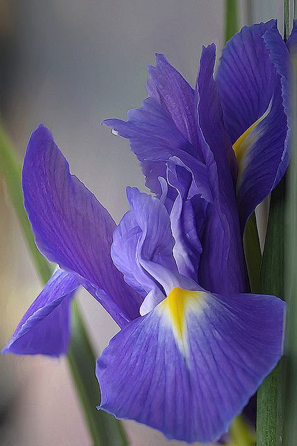 Best 20 Iris Flowers Ideas On Pinterest Wedding There Were Simple Purple And Yellow Iris In The Flower Bed My Secondary School