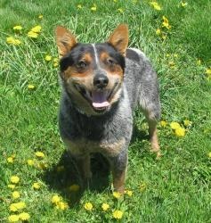 Australian Cattle Dog Puppies Pittsburgh Australian Cattle Dog Puppies Pittsburgh