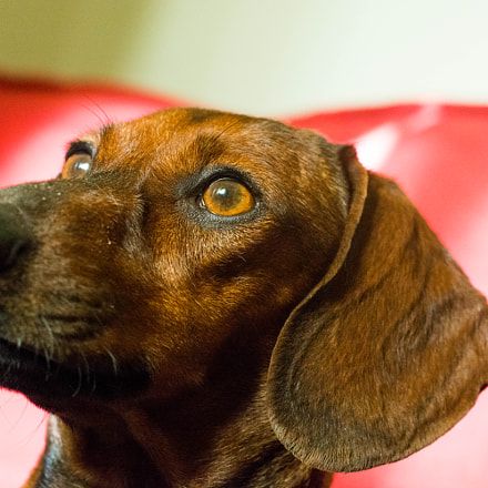Make Massive Change To Your Dachshund S Behaviour In Just 1 Day