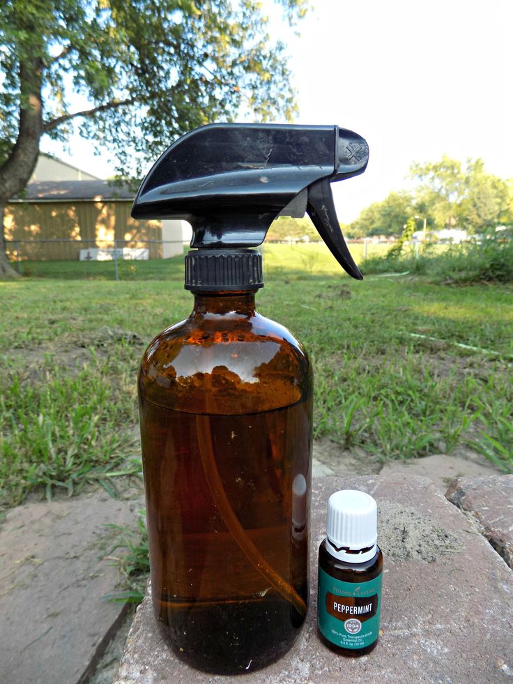 All Natural Peppermint Pest Spray - My Own Home | Natural bug spray