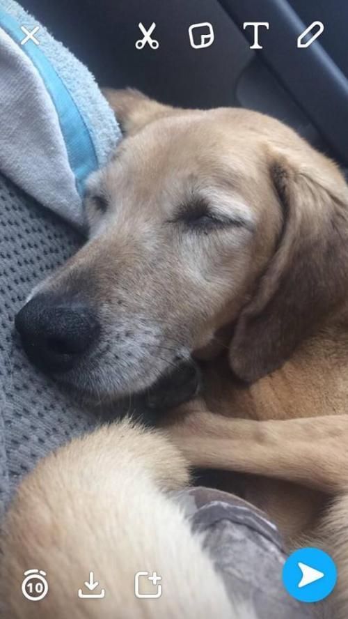 Best Way To Adopt A Dog In Phoenix Arizona Best Way To Adopt A Dog In Phoenix Arizona