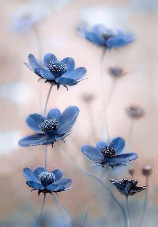 43 melhores imagens de the most beautiful blue flowers in 43 melhores imagens de the most beautiful blue flowers in