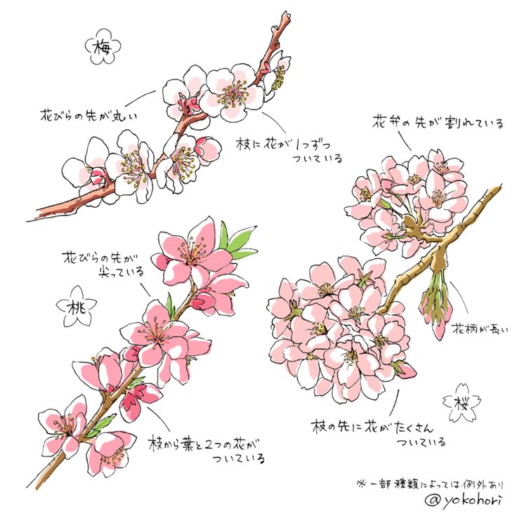 桜 梅 桃 花の見分け方 花のスケッチ 梅の花 イラスト 花 イラスト 桜 梅 桃 花の見分け方 花のスケッチ 梅の花 イラスト 花 イラスト