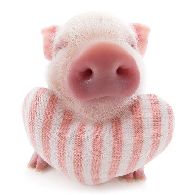 Best Foods For Baby Guinea Pigs Best Foods For Baby Guinea Pigs