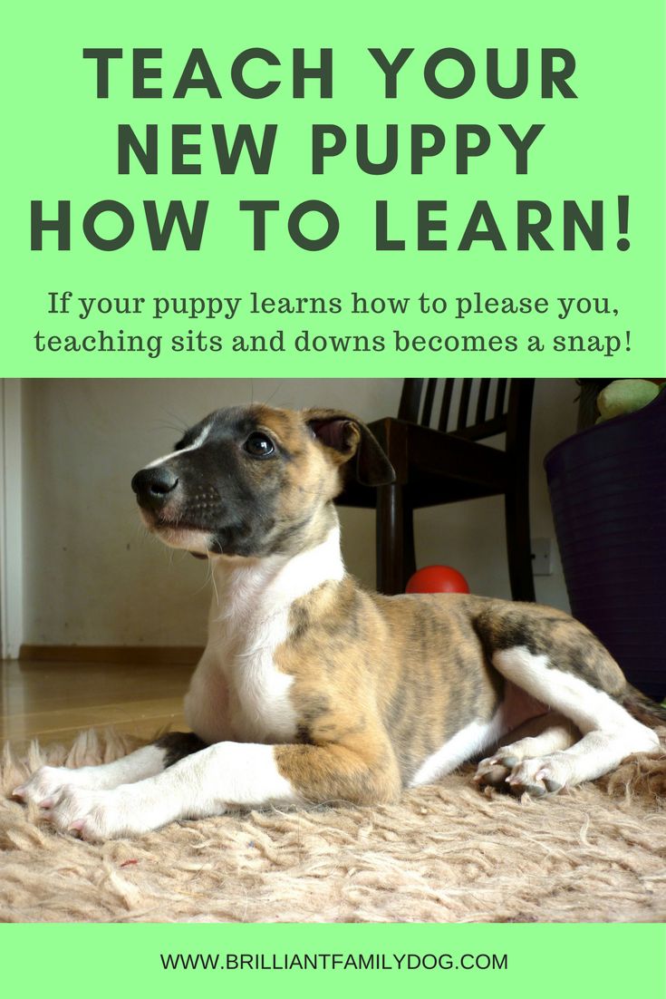 how to kennel your puppy best 25 puppy kennel ideas on breeders how to kennel your puppy best 25 puppy kennel ideas on breeders