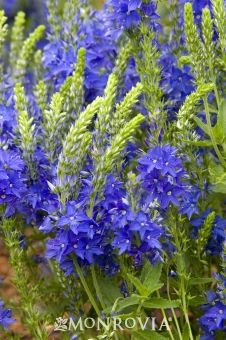 766 Best Garden Plants Images On Pinterest Crater Lake Blue Sdwell A Graceful Spreading Plant With Star Shaped Intensely