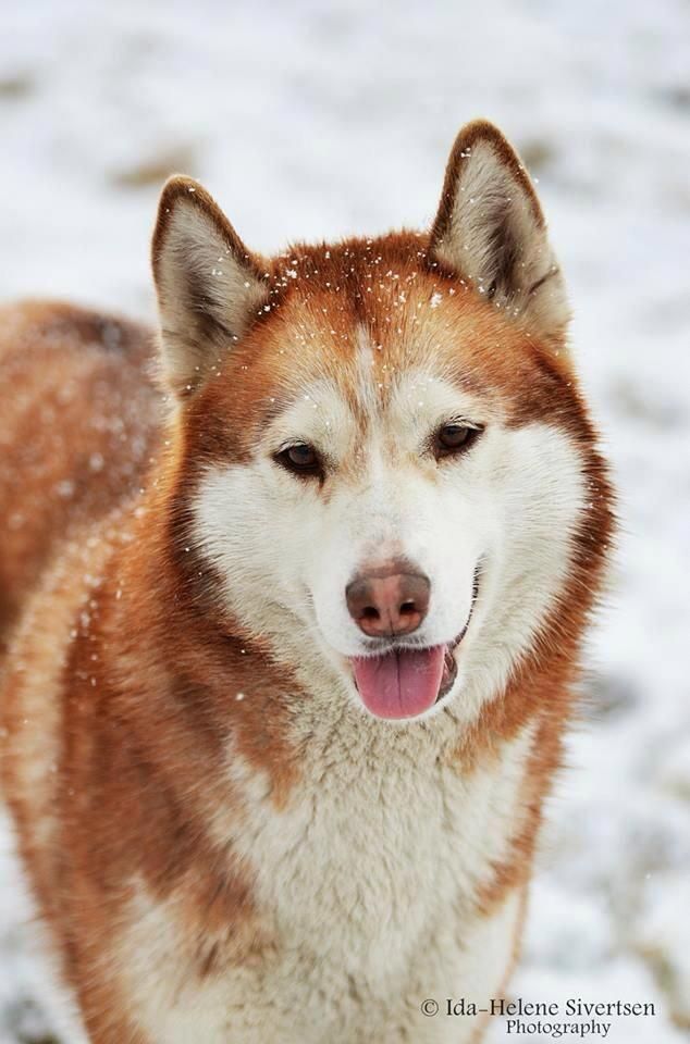Discover Agile Siberian Husky Pup Personality Siberianhuskymix