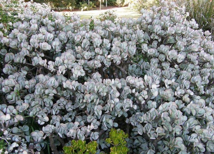 Silver Jade Silver Dollar Plant Beestebul Chinese Jade Money Plant Round-le – Money Plants Silver Jade Silver Dollar Plant Beestebul Chinese Jade Money Plant Round-le – Money Plants