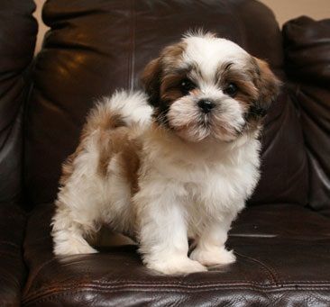 Brown And White Maltese Goldenacresdogs Brown And White Maltese