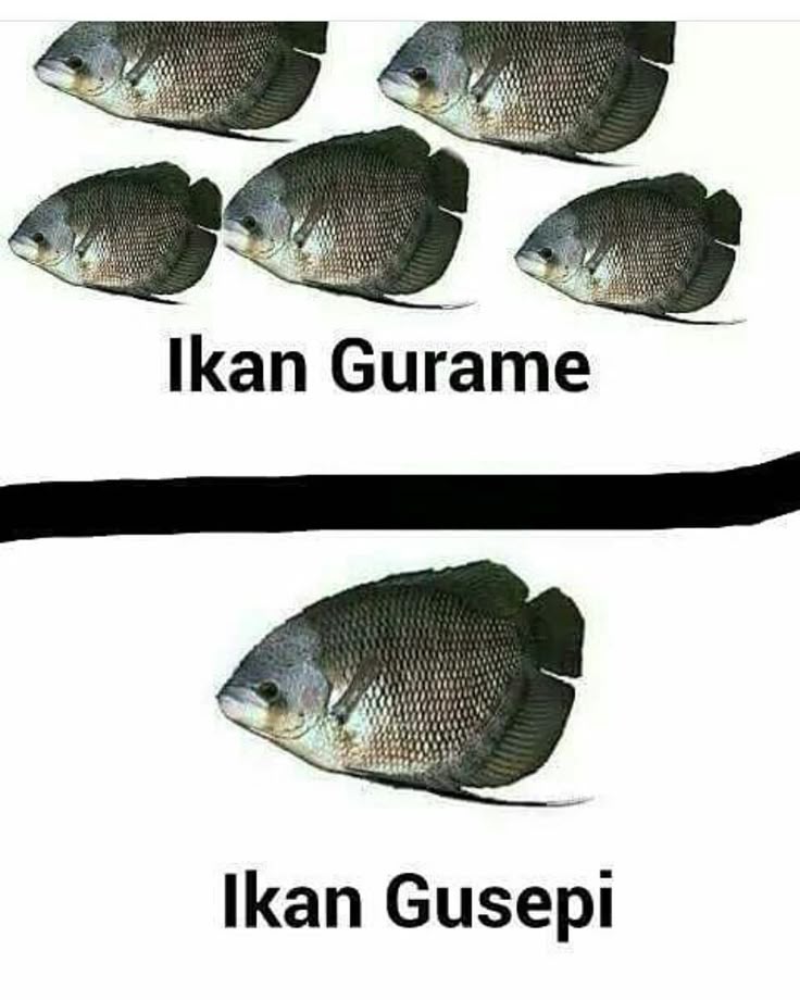 Meme Jenis Ikan Brilio Net Cute Jokes Memes Funny Faces