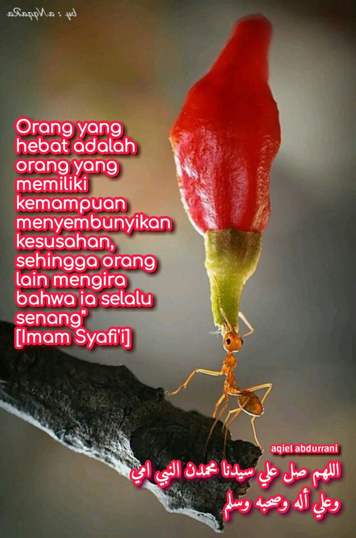 Pin oleh Aqiel Abdurrani di Sayyidina Ali bin Abi Thalib Kr Kutipan jpg (735x1109)