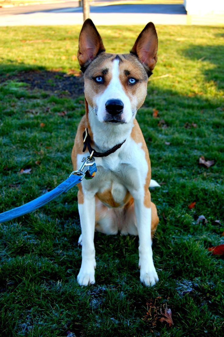 american pitbull terrier doberman mix hi i u0027m blu i u0027m an american pitbull terrier mixed with a siberian american pitbull terrier doberman mix hi i u0027m blu i u0027m an american pitbull terrier mixed with a siberian
