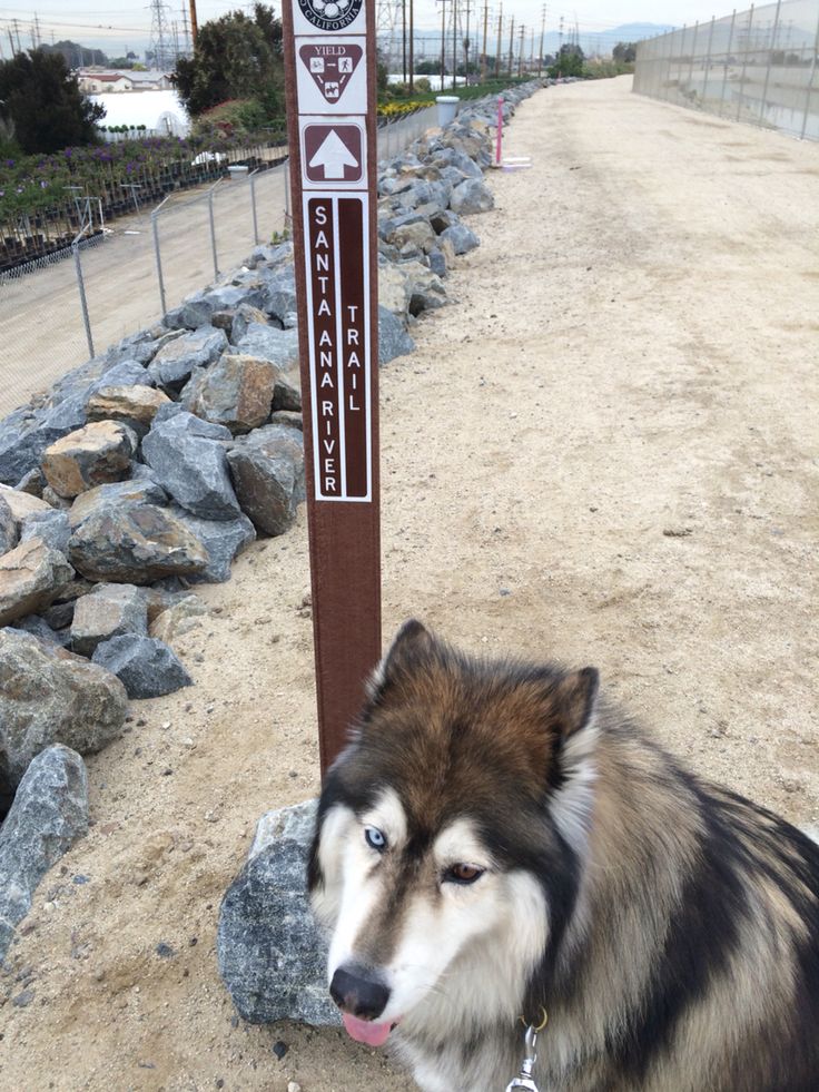 How Far Did You Say Alaskan Malamute Animals Sea Life how-far-did-you-say-alaskan-malamute-animals-sea-life