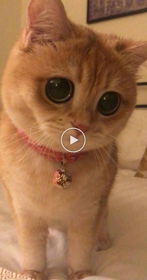 Renshome Com In Cat Facts Cats And Kittens Funny Cat Videos Renshome Com In Cat Facts Cats And Kittens Funny Cat Videos