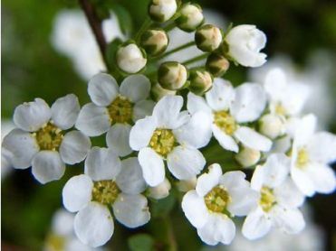 365 Best January Wedding Flowers In Season Uk Winter Inspiration Spiraea Is Available In The Uk White For A Winter Wedding January Contact