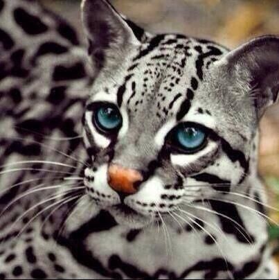 ocelot