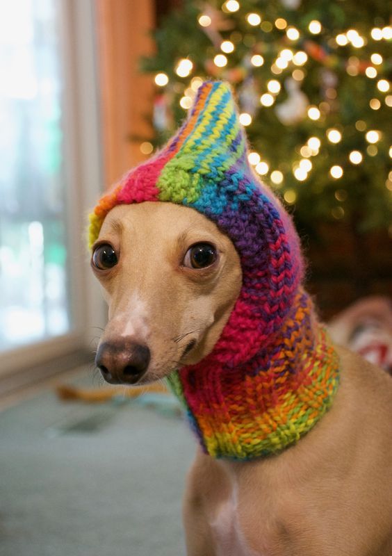 The Francesca Snood Hand Knit Dog Hat Pattern Available Soon New Dog Hat Knitting Pattern The Francesca Snood Hand Knit Dog Hat Pattern Available Soon New Dog Hat Knitting Pattern