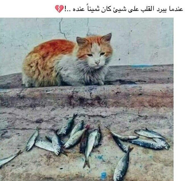 Pin By Khalid Negm On اسماء بنات اسماء اولاد In 2021 Google Images Image Content
