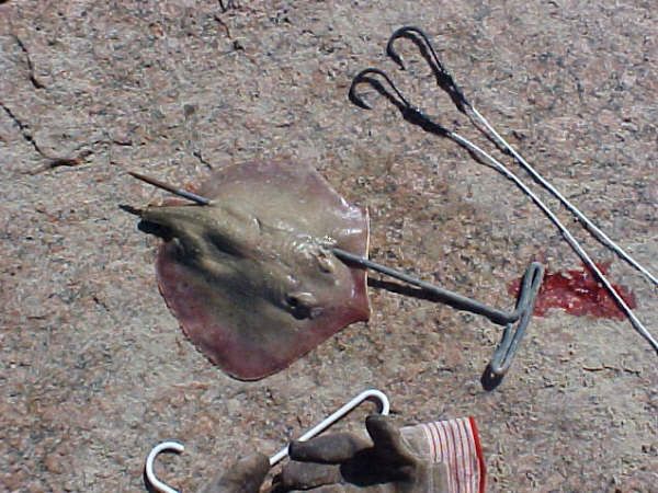 7 Best Shark Fishing Images On Pinterest Bait And Shark Fishing Leaders Texas