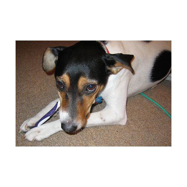 is baking soda bad for dogs recipe to make toothpaste for dogs i ve been wondering about a way to improve the is baking soda bad for dogs recipe to make toothpaste for dogs i ve been wondering about a way to improve the