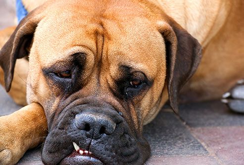 My Dog Eats Too Fast And Throws Up My Dog Eats Too Fast And Throws Up