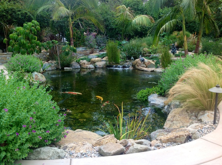 vista pond by san diego pond koi pond pond design water garden