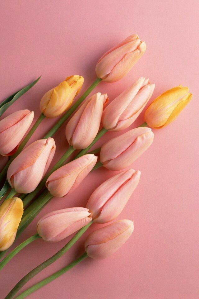 300 Wallpaper Bunga Love HD Gratis 300 Wallpaper Bunga Love HD Gratis