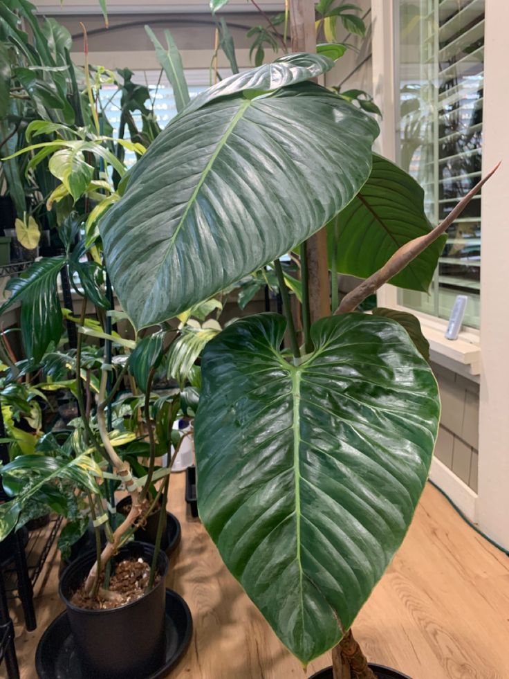 Sodiroi philodendron