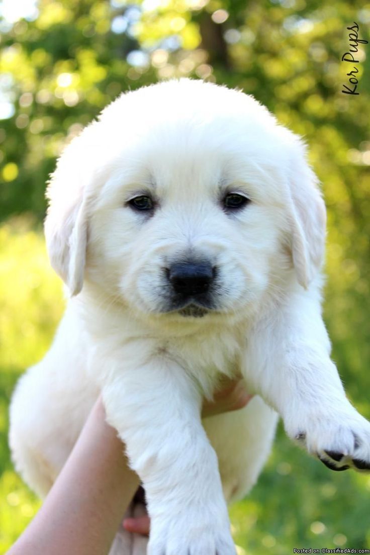 Golden Retriever Noble Loyal Companions Puppies Dogs Golden