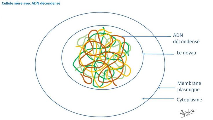 mitose 1 pie chart chart mitosis pie chart